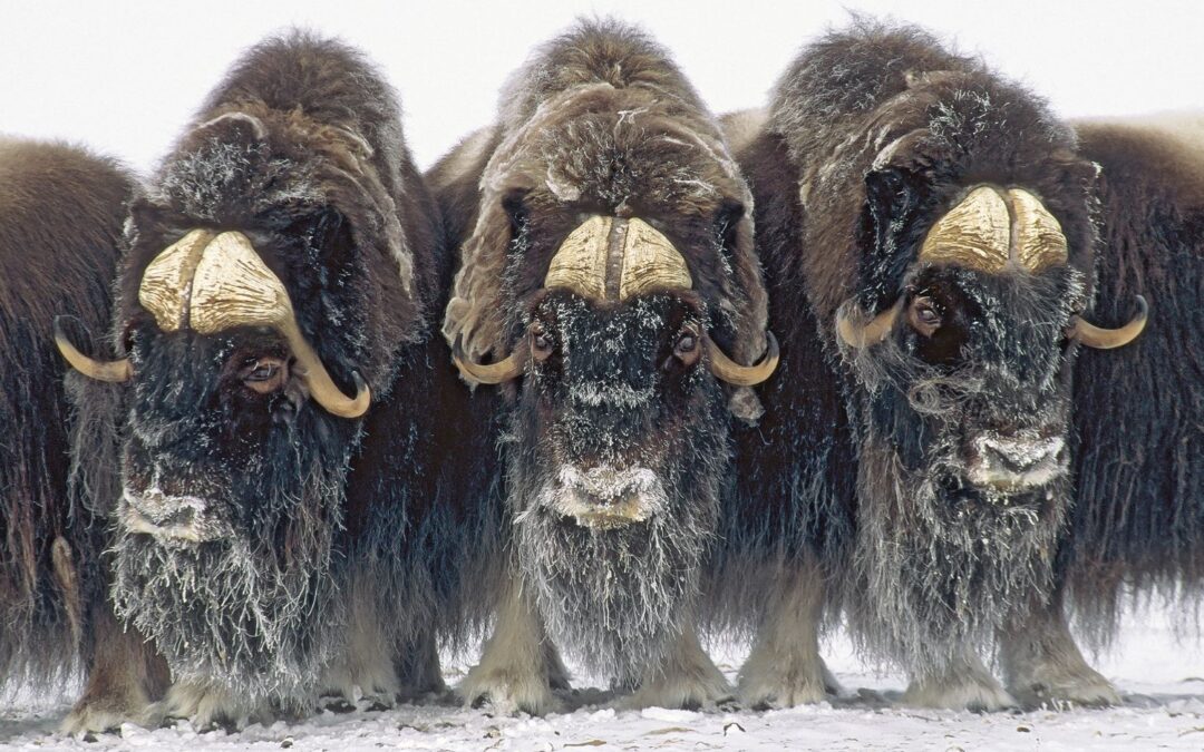 Finding Strength in the Circle with Mountain Muskox
